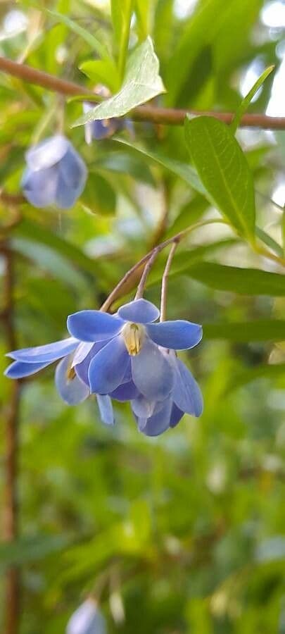 Australische Glockenranke