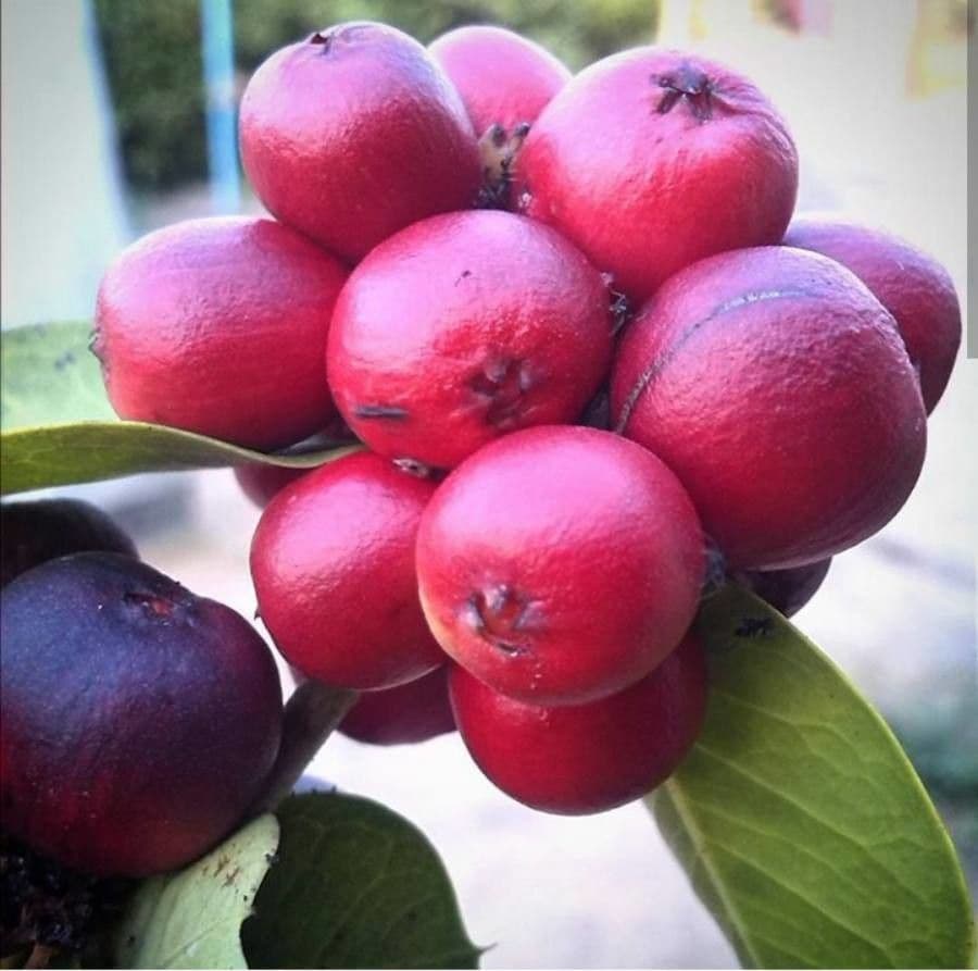 Ixora 5