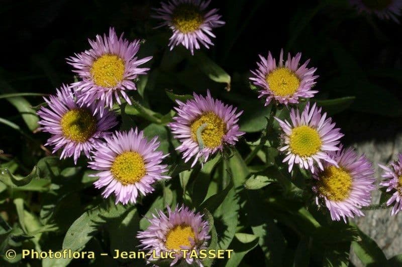 Erigeron 2