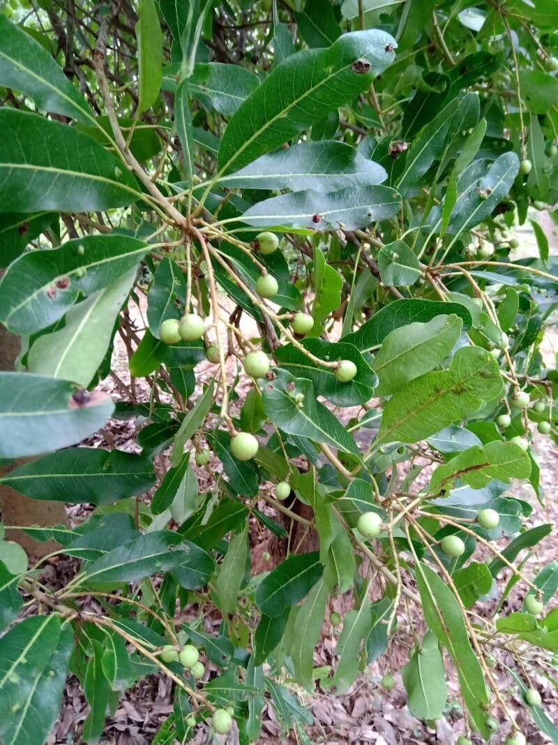 Buchanania arborescens 2