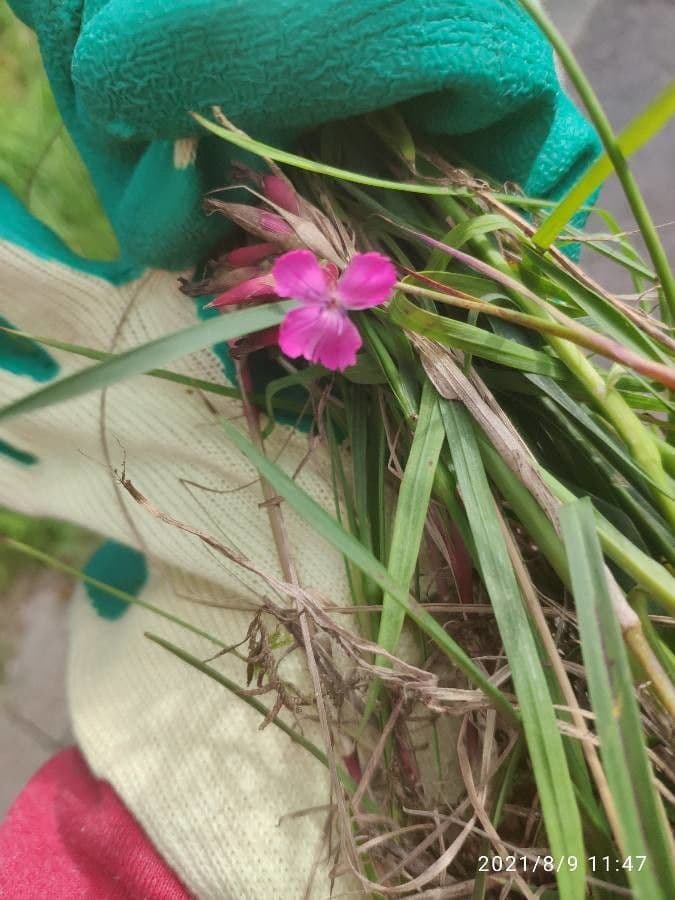 Dianthus
