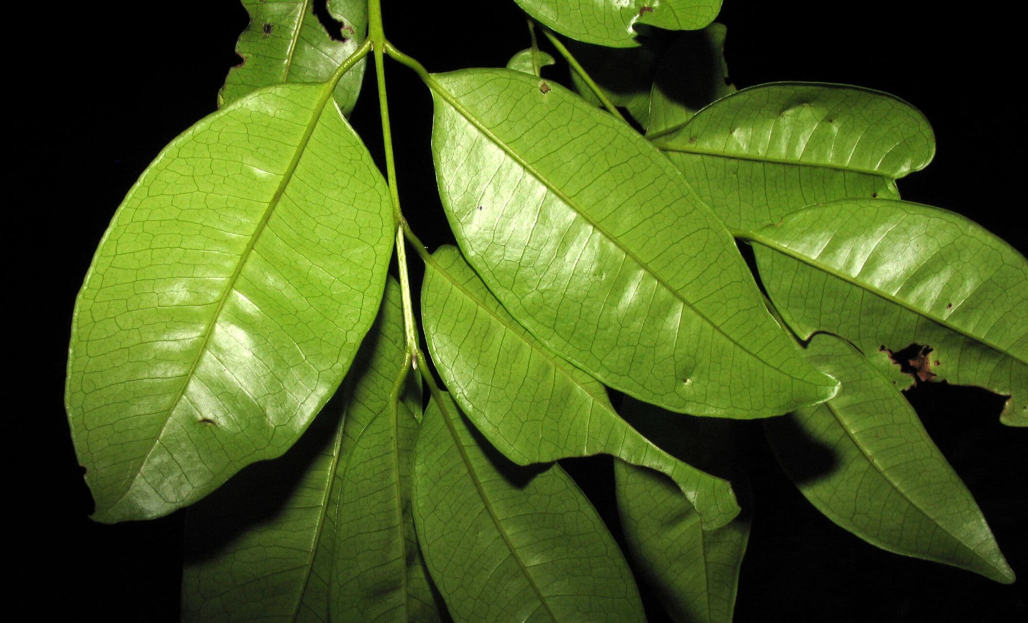 Myrcia 4