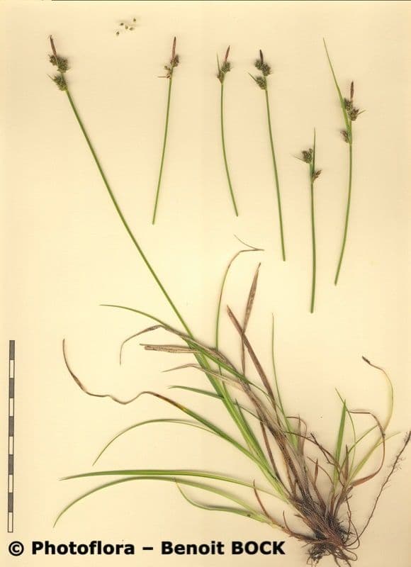 Carice pilulifera 23