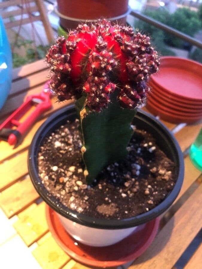 Cactus lunare 2