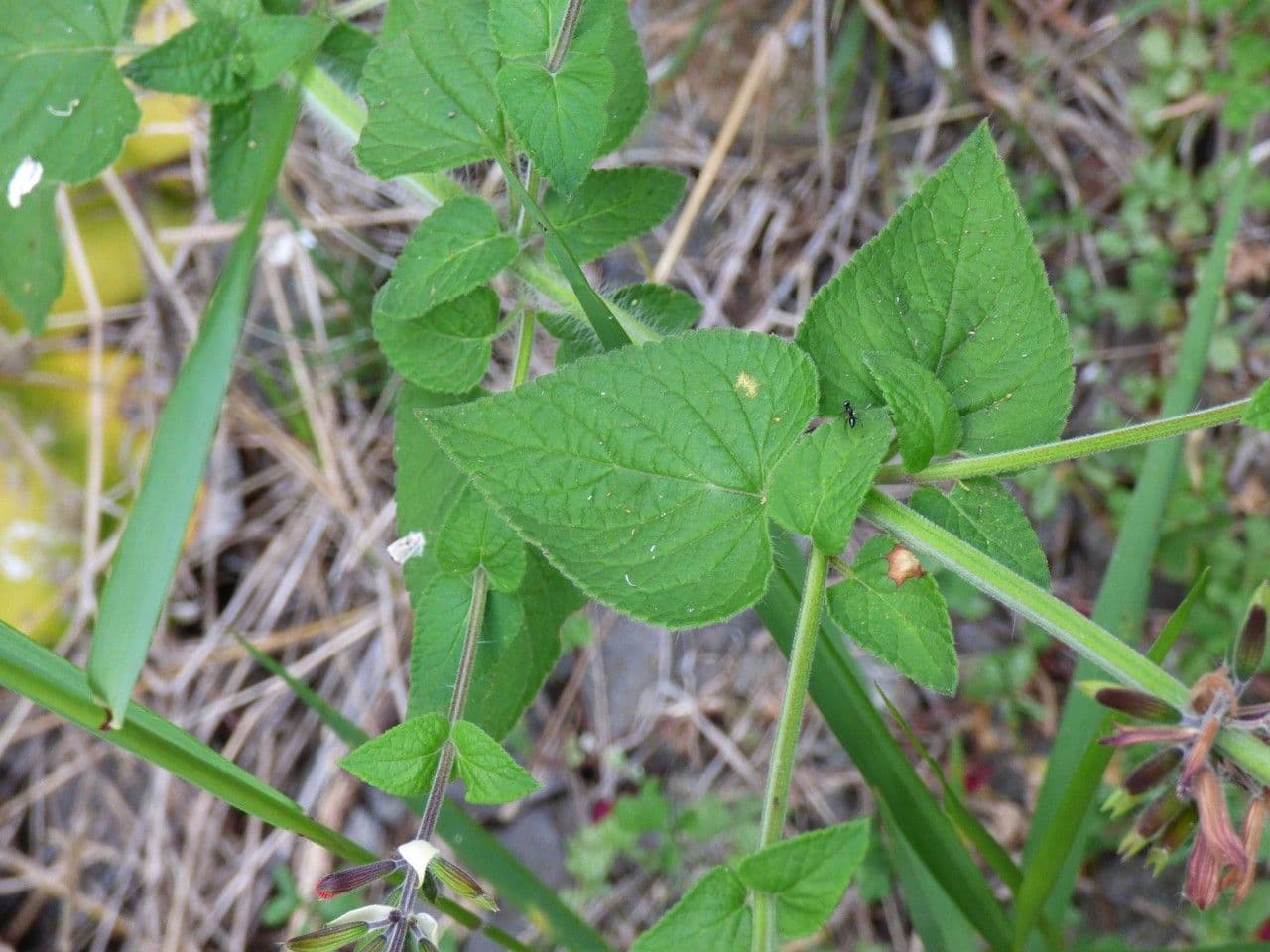 Salvia scarlatta 14