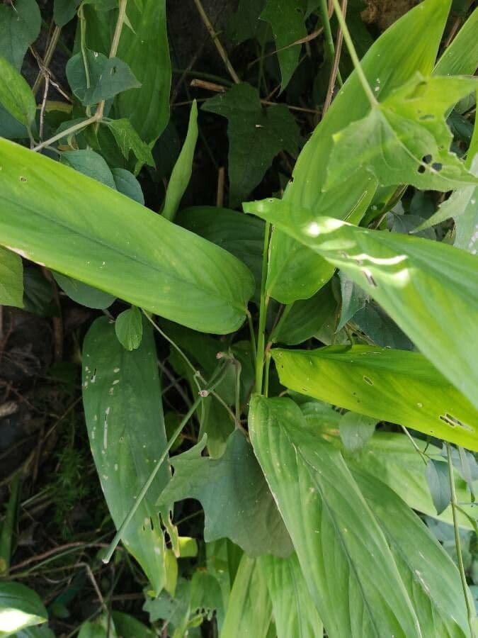 Maranta 13
