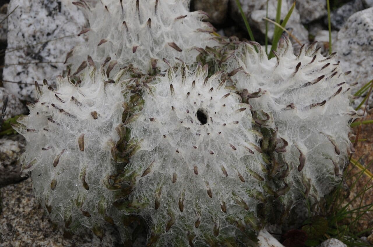 Saussurea 8