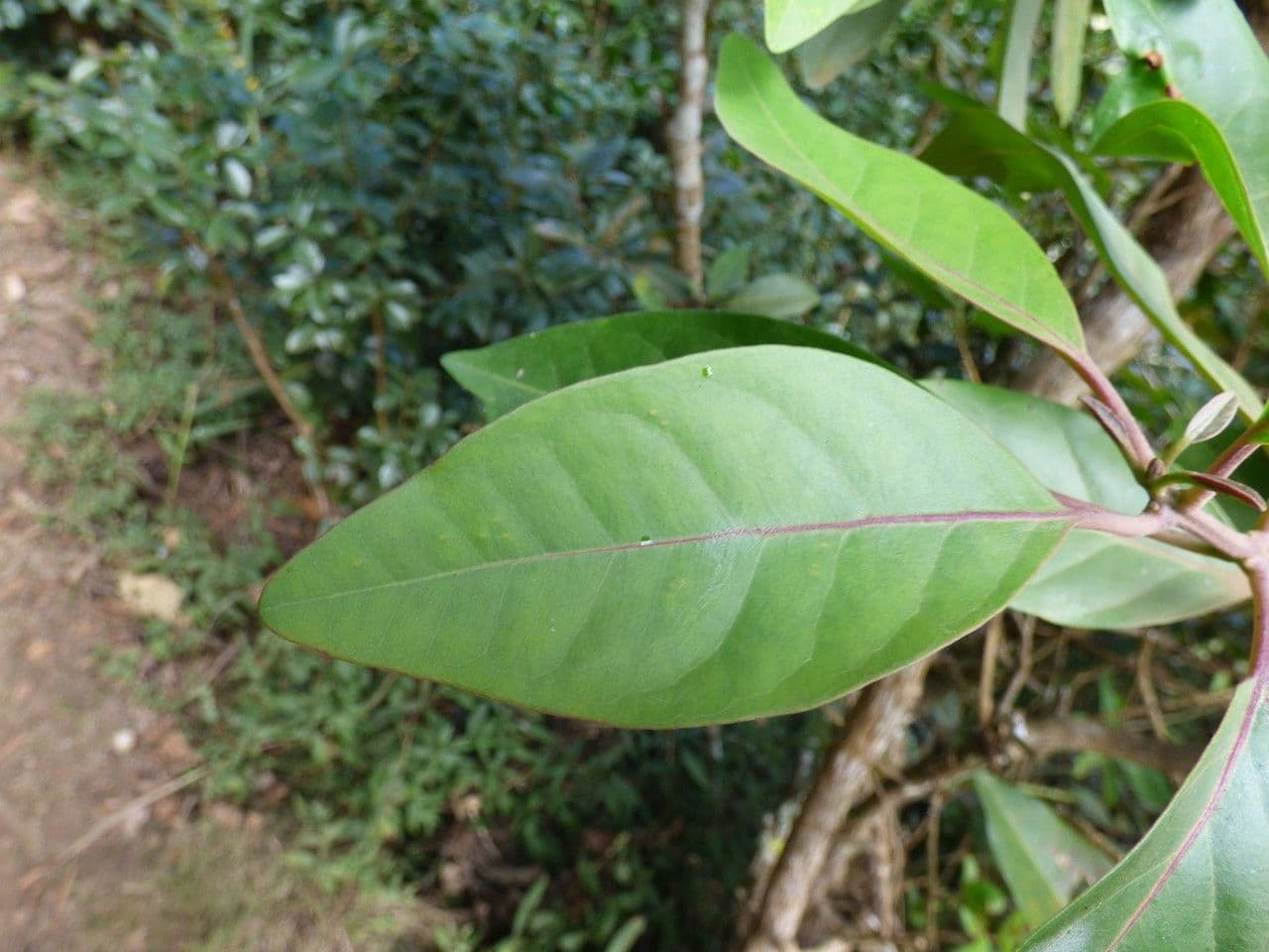 Nuxia verticillata 18