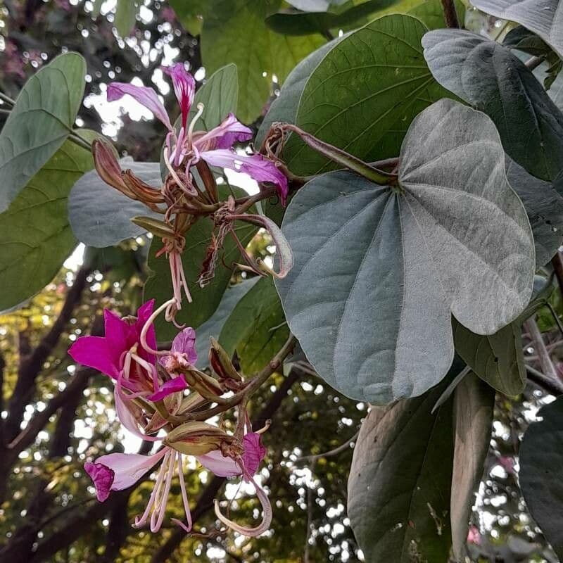 Bauhinia purpurea 29
