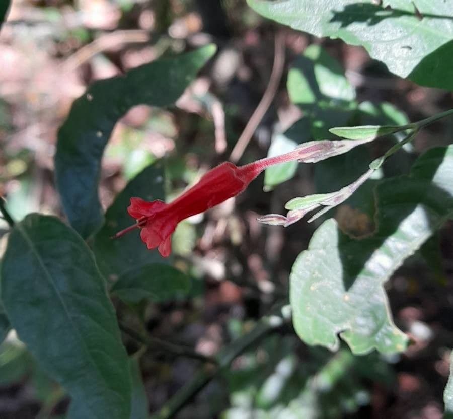Ruellia angustiflora 4