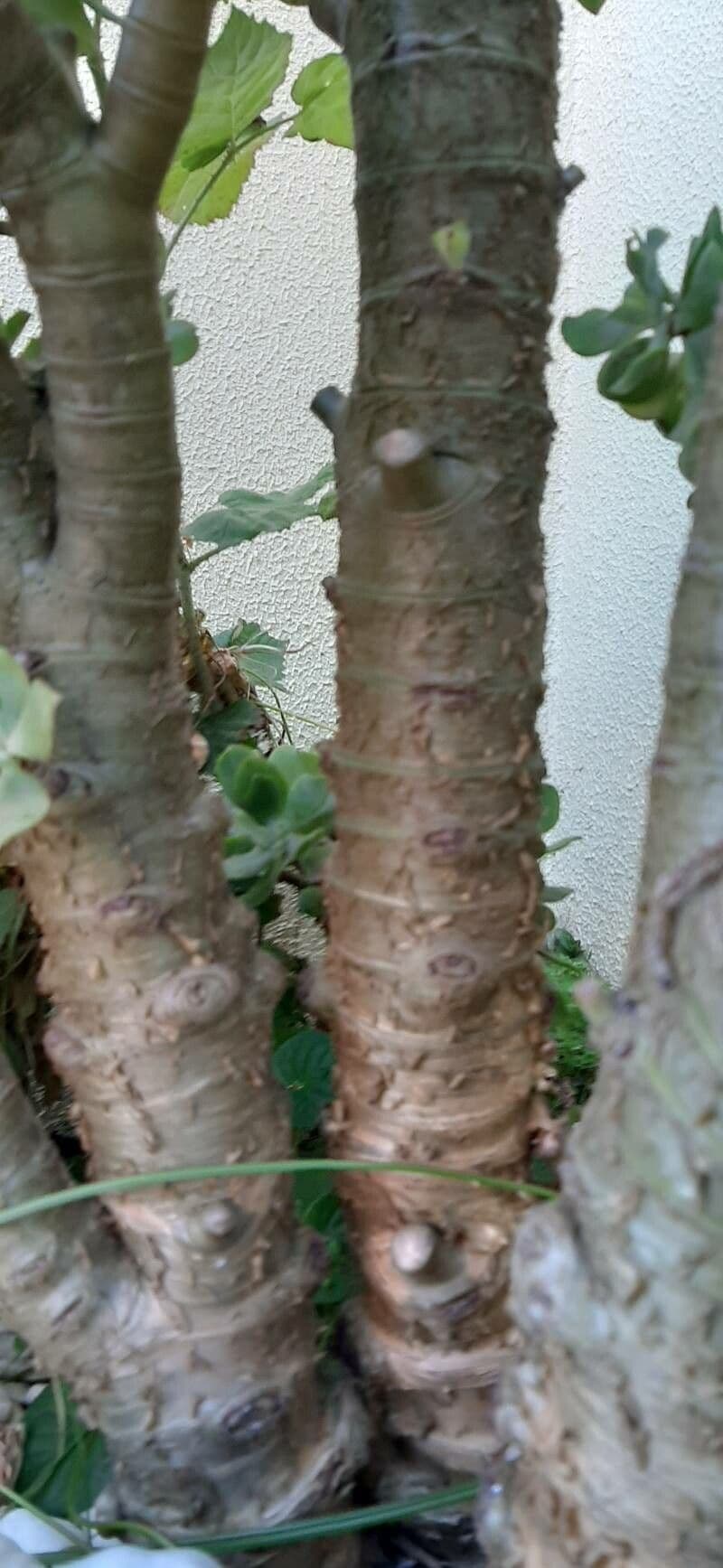 Pianta di giada 17