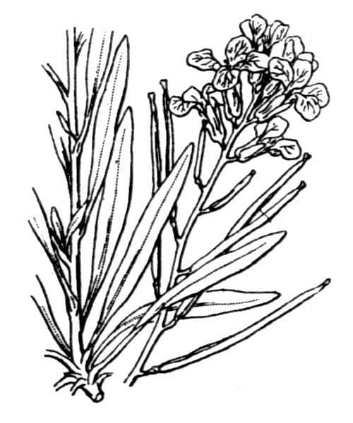Erysimum rhaeticum 22