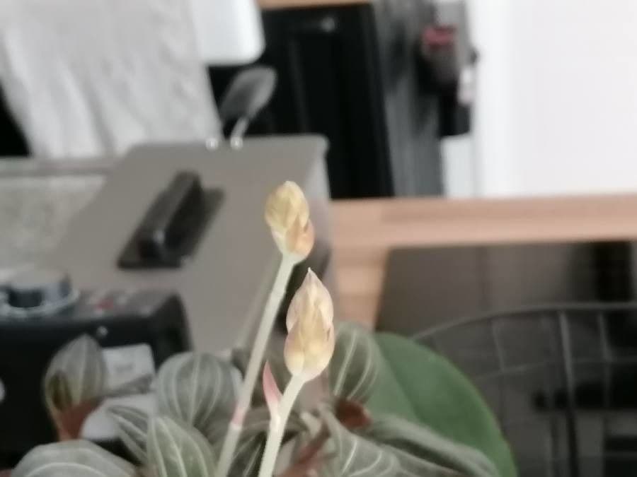 Schmuckorchidee 19