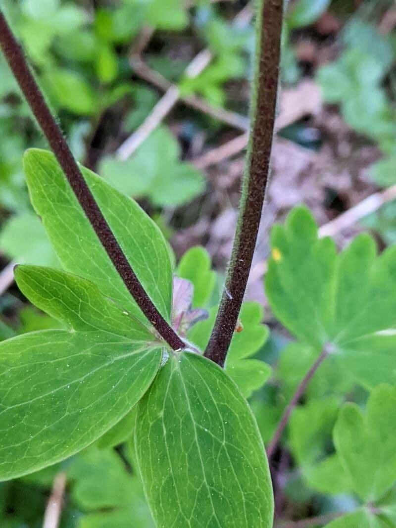 Alpine columbine 23
