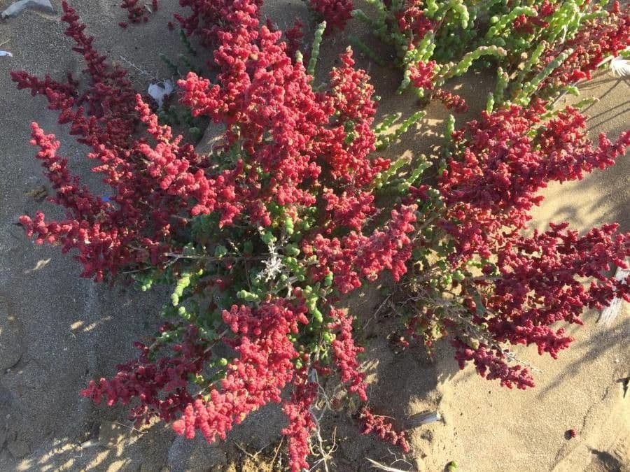 Suaeda vermiculata 2