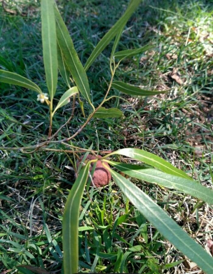 Nectandra angustifolia 8