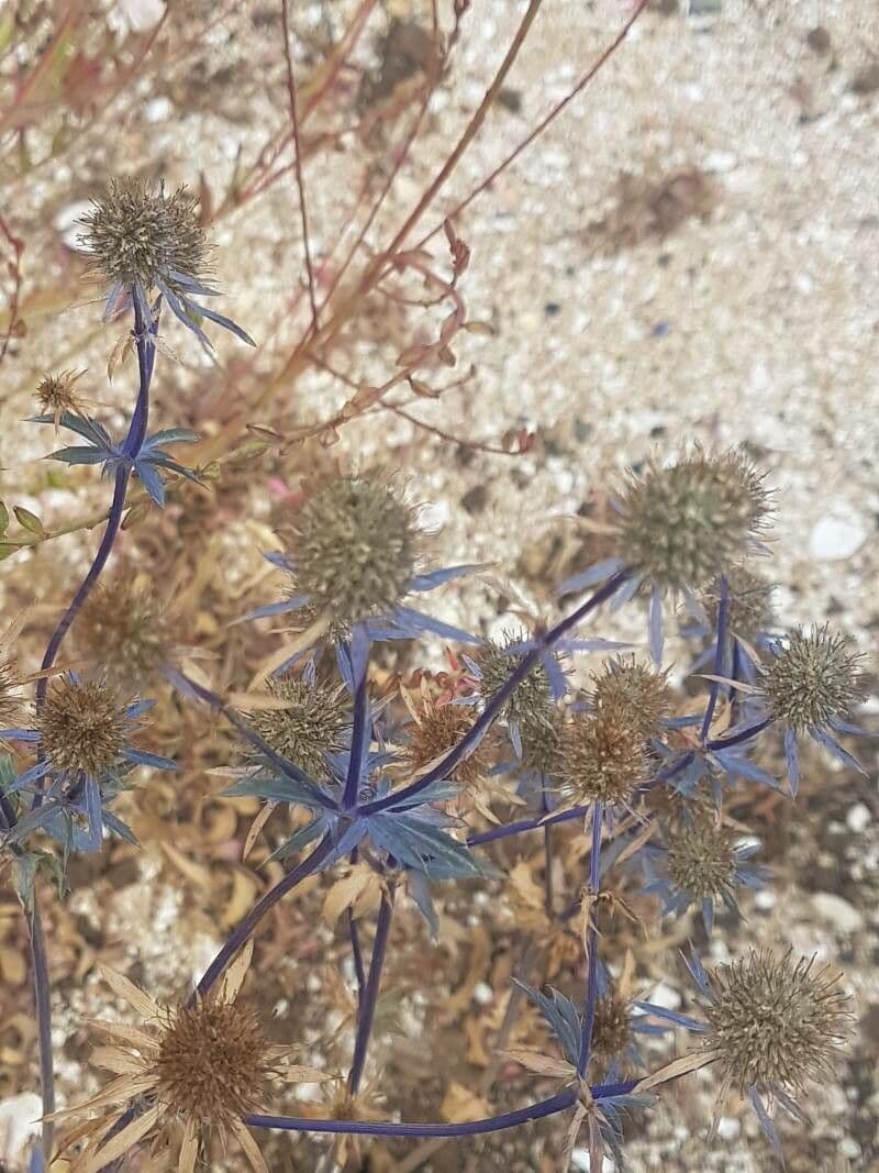 Panicaut d'améthyste 18