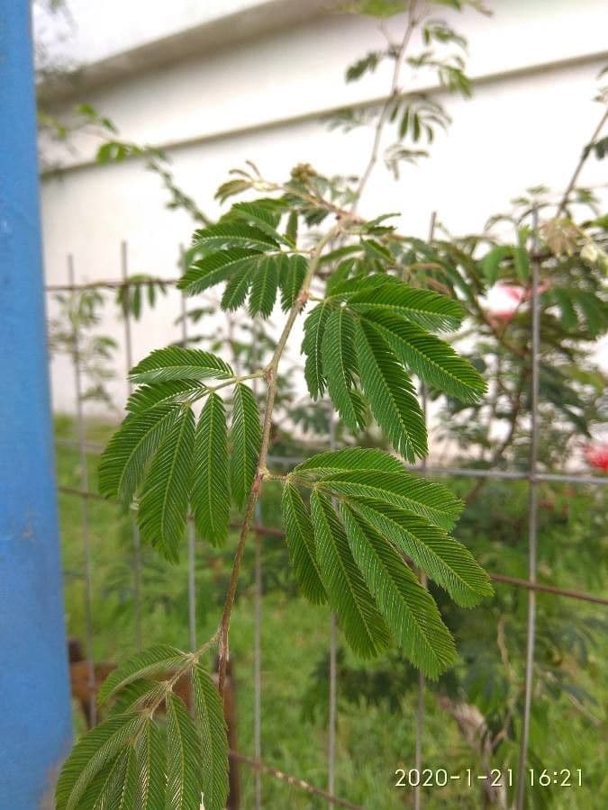 Calliandra di Tweed 12