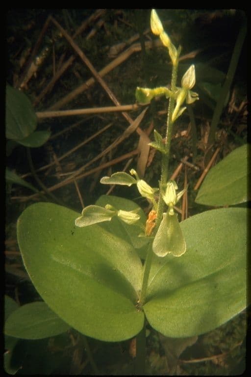 Breitlippiges Breitkölbchen 2