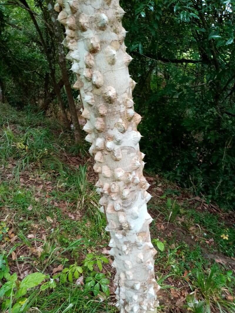 Zanthoxylum 8