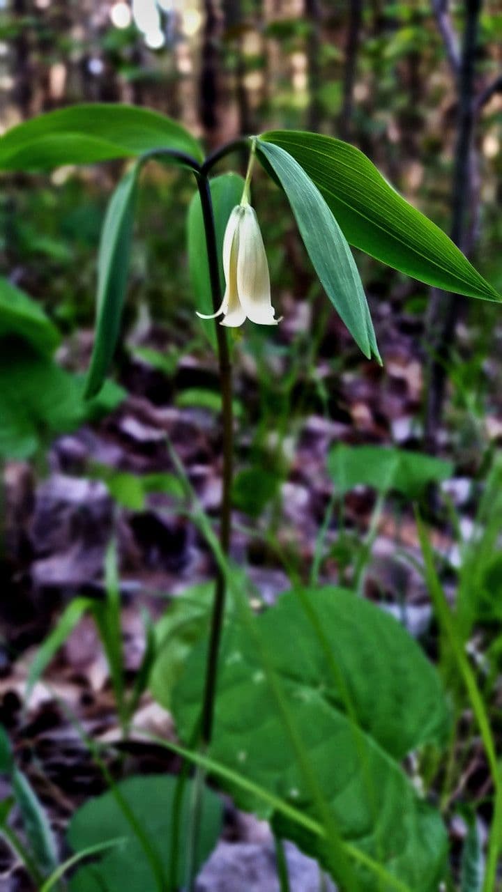 Uvularia sessilifolia 10