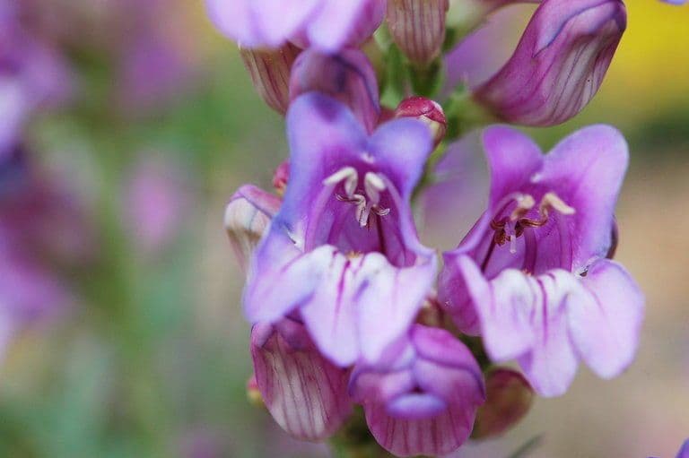 Penstemon hladký 4