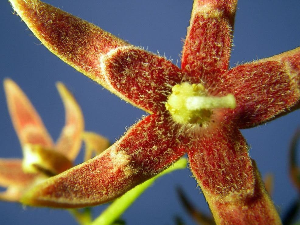 Sterculia 8