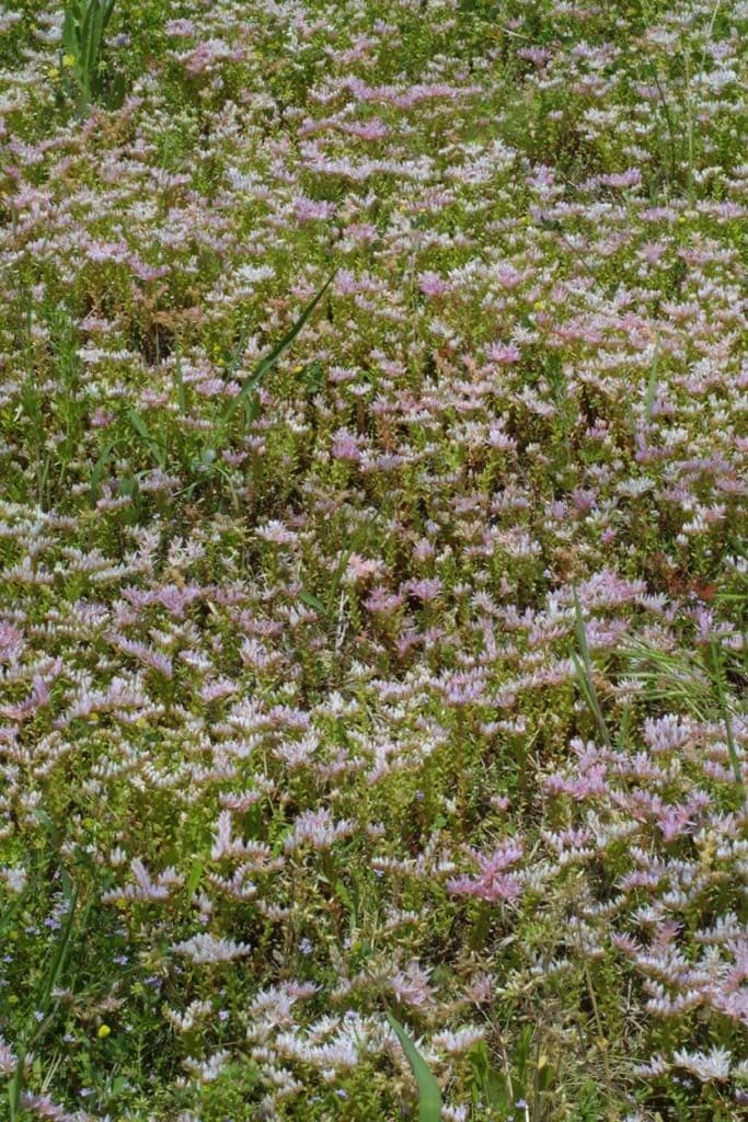 Sedum 9