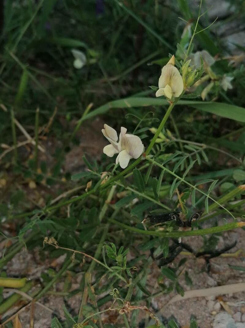 Vesce à grandes fleurs 8