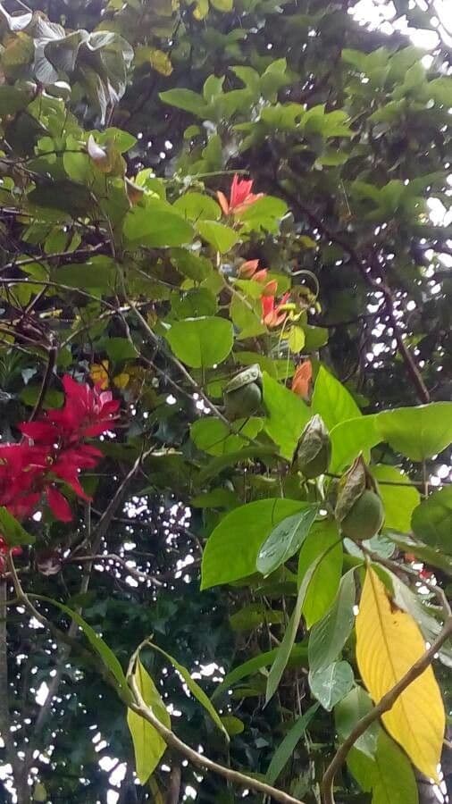 Passiflore écarlate 2