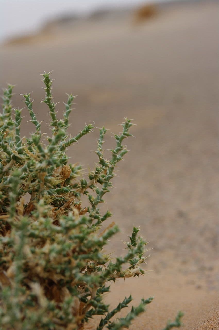 Cornulaca 8