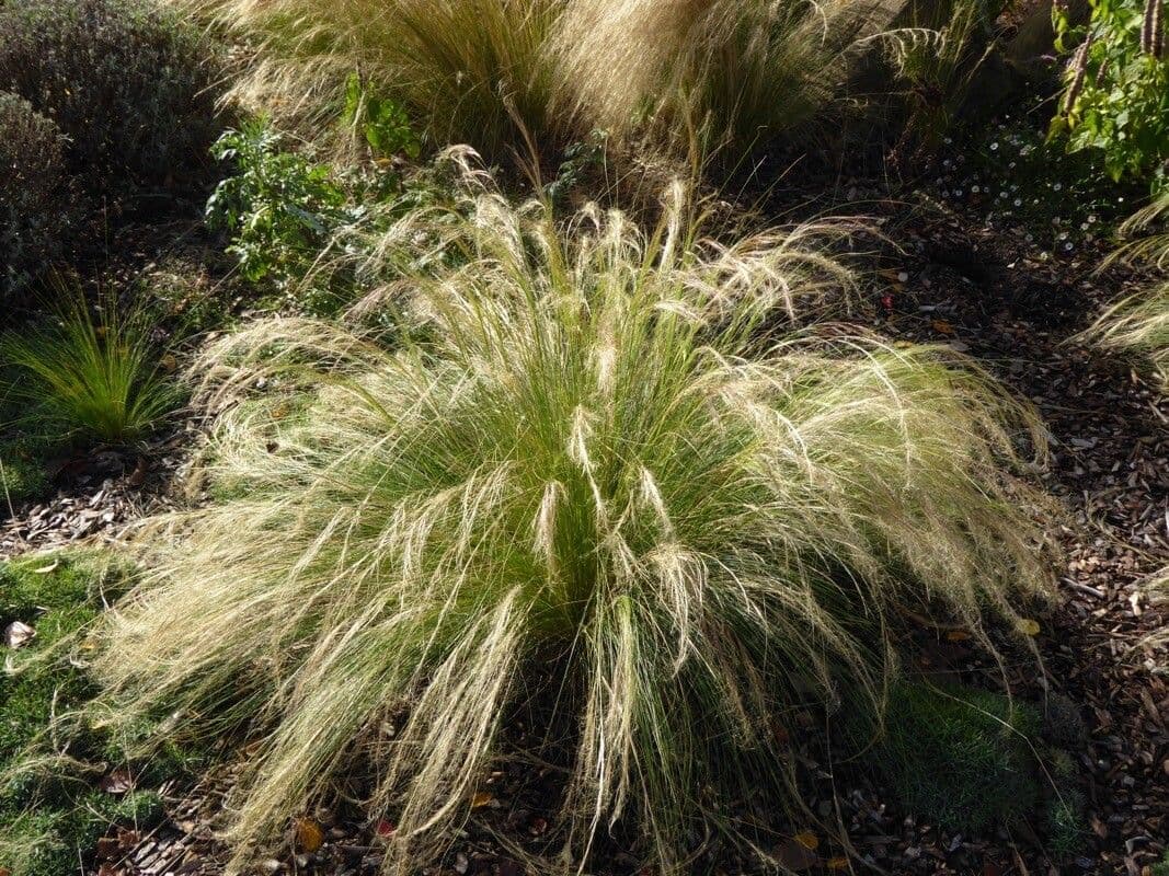 Nassella tenuissima 15