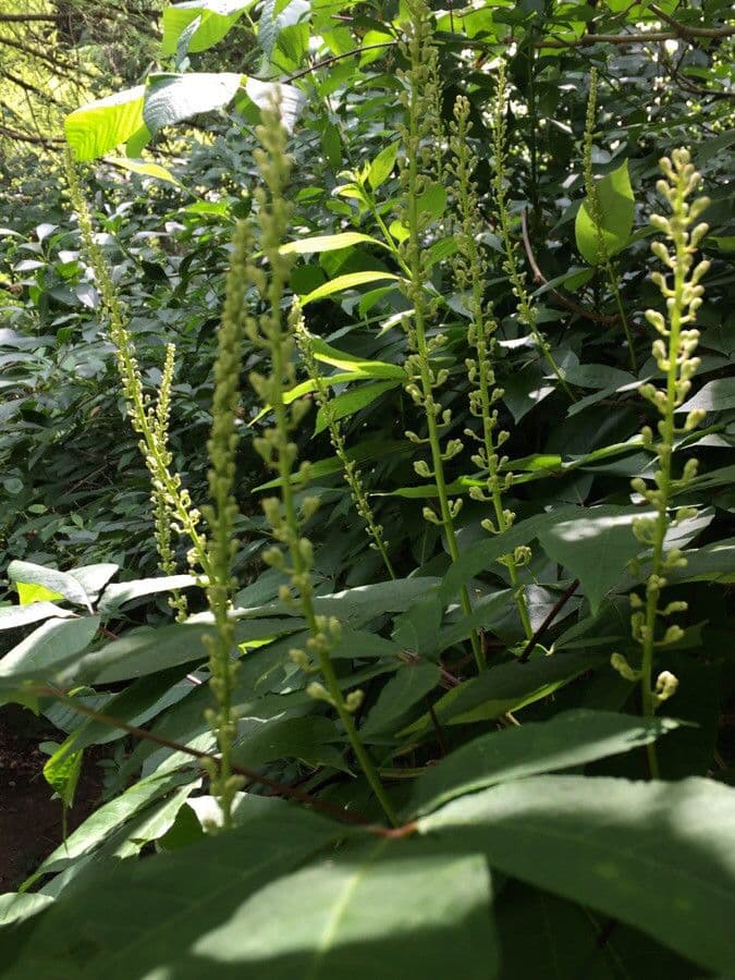 Clethra 6