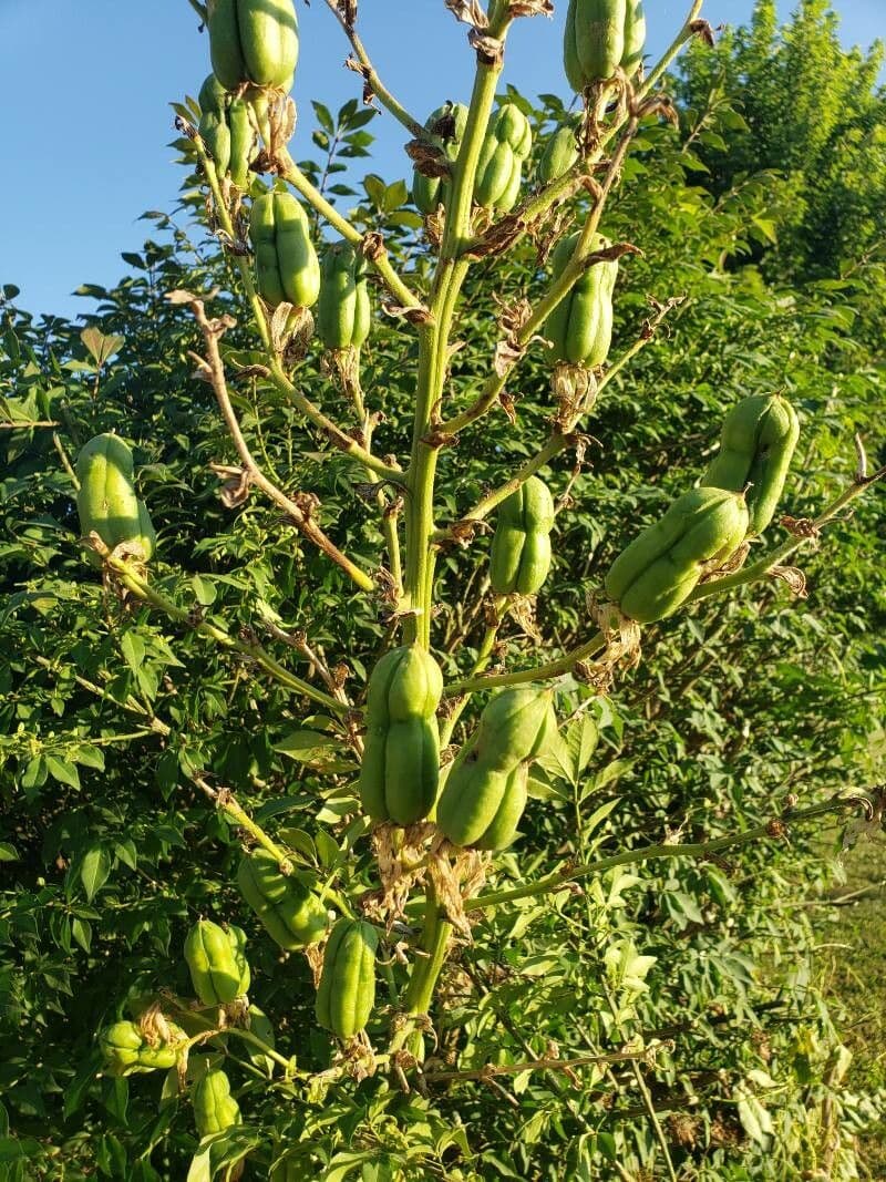 Arkansas-Yucca 6