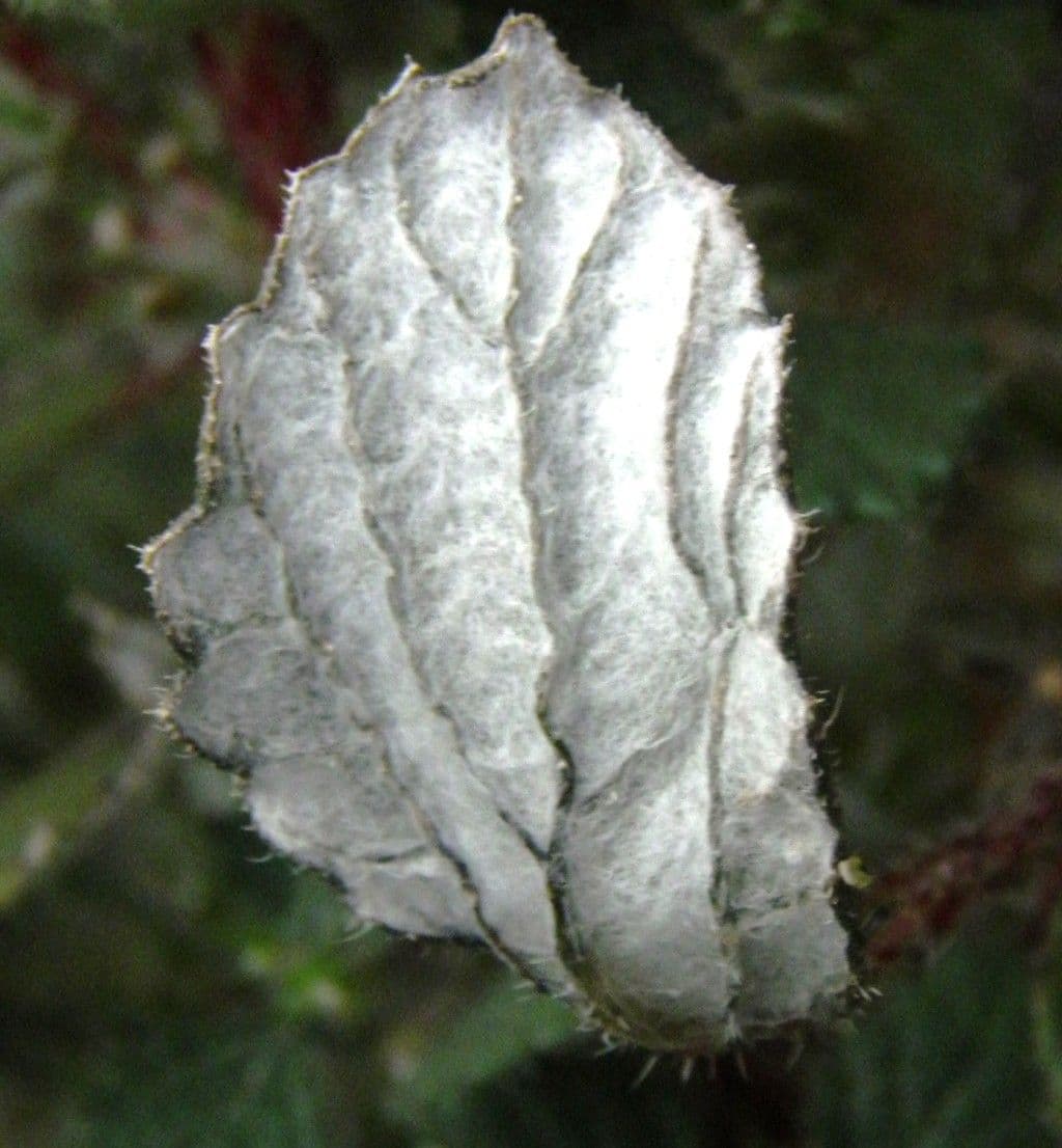 Forsskaolea 17