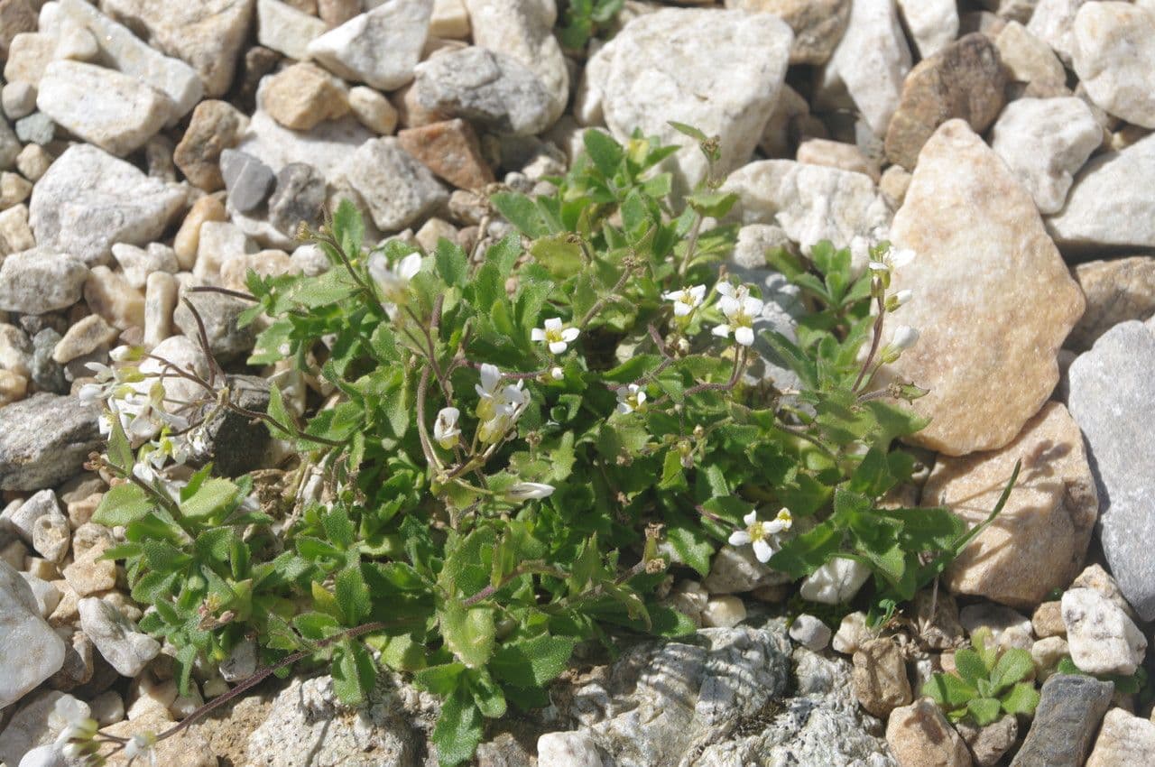 Draba tomentosa 8