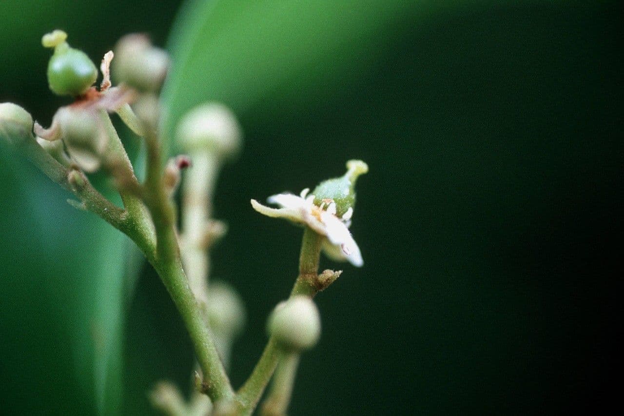 Exothéa paniculé 2