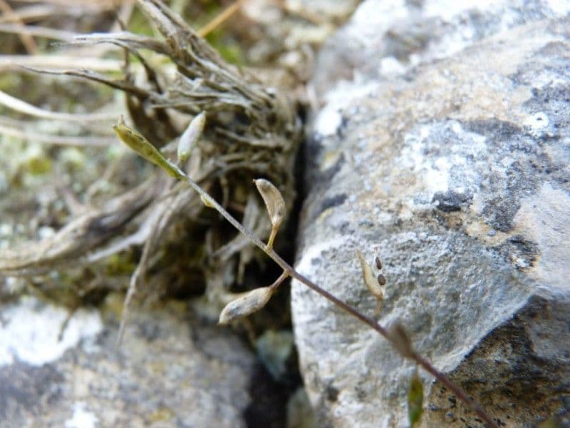 Draba 3