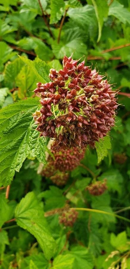 Physocarpus capitatus 27