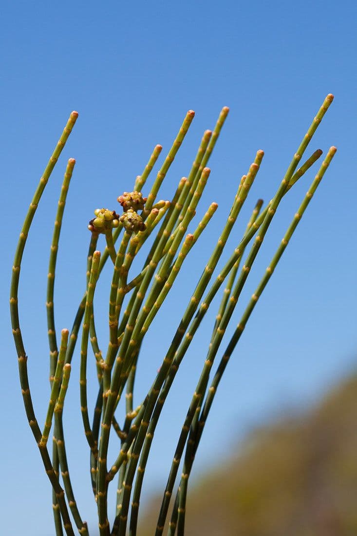 Gymnostoma