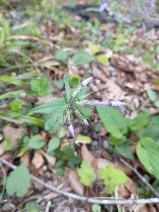 Flox divaricata 13