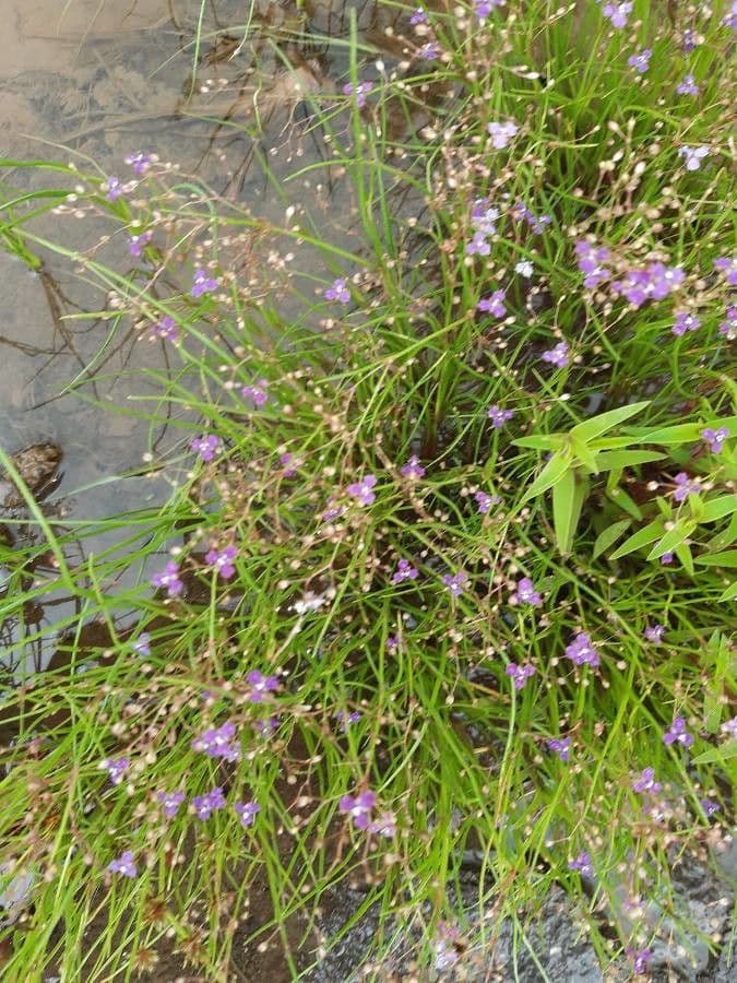 Murdannia