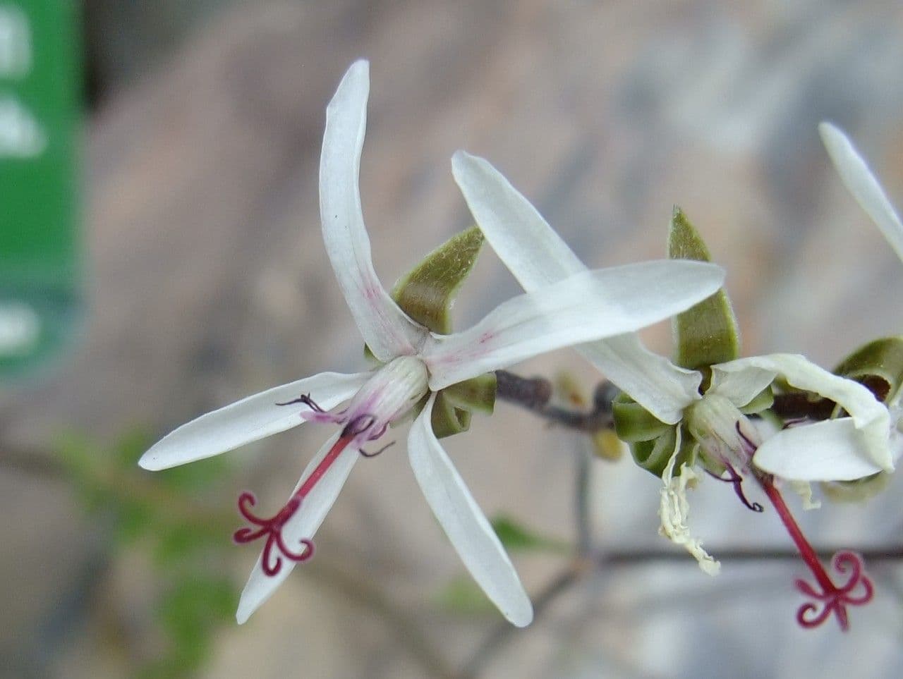 Pelargonium 8