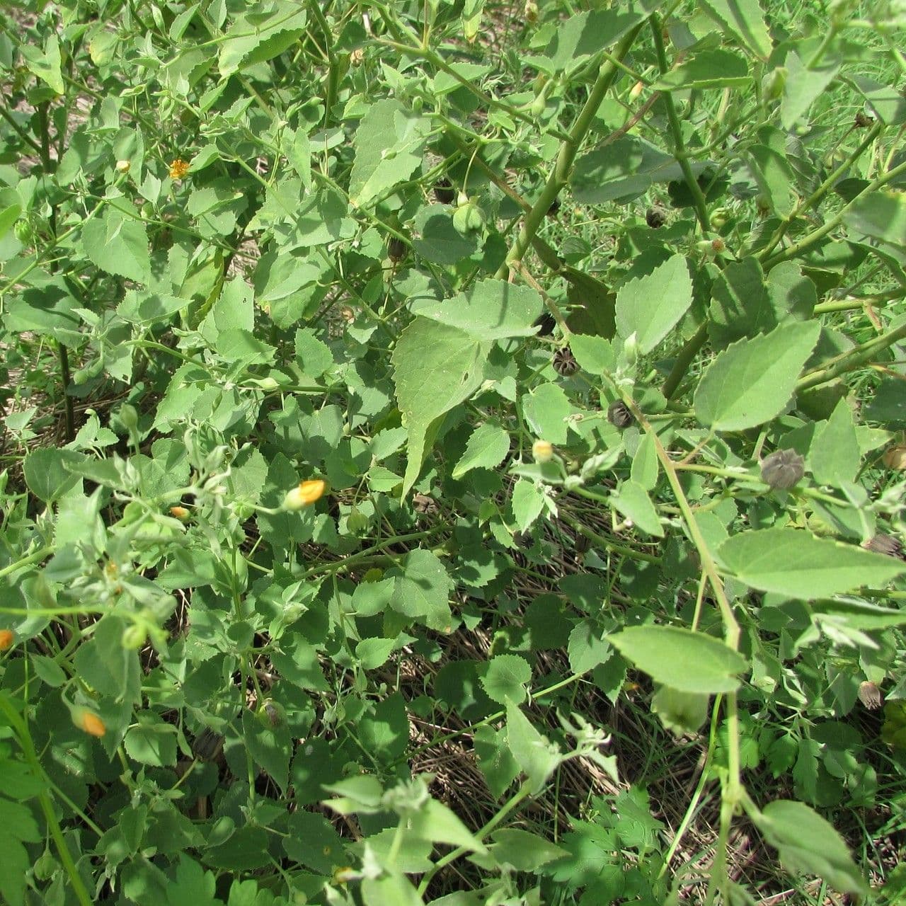 Malvastrum aurantiacum 5