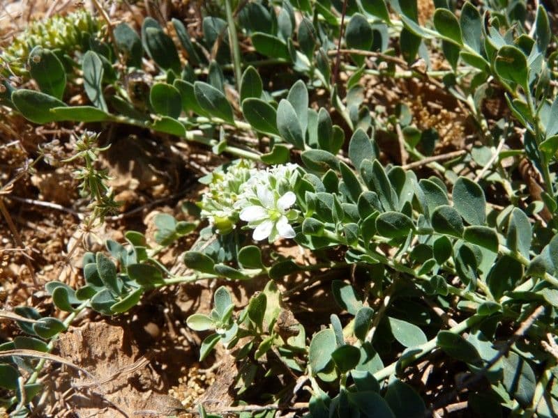Telephium imperati 8