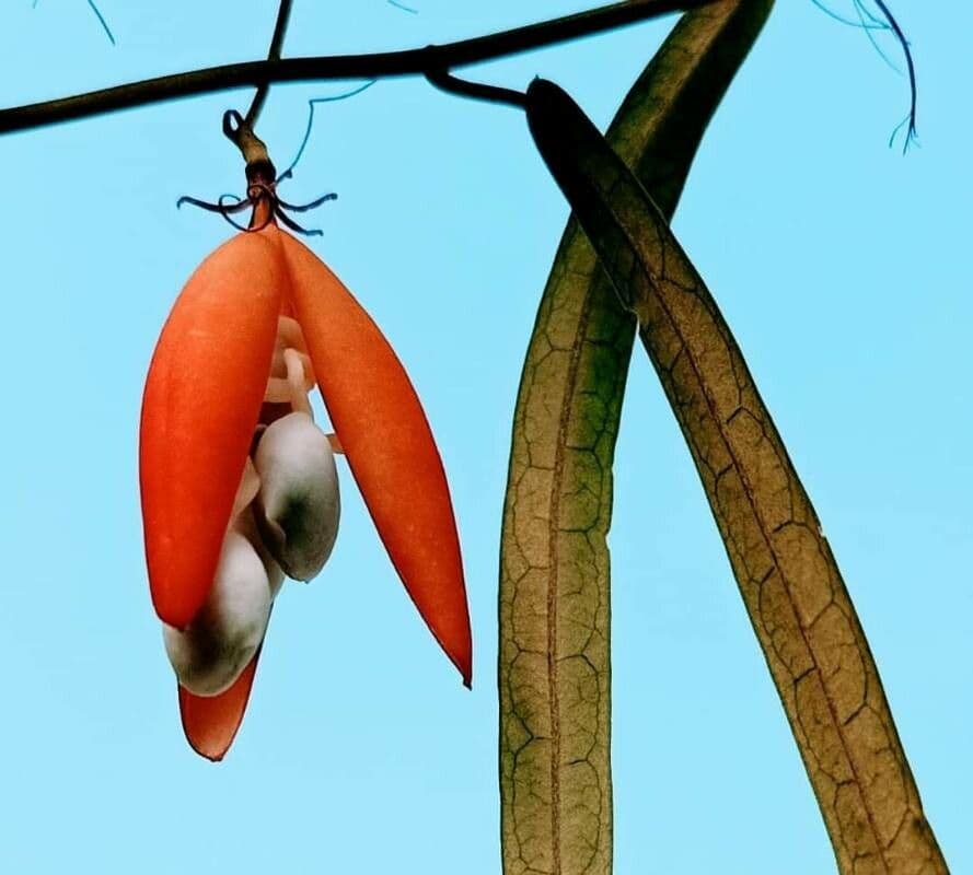 Adenia