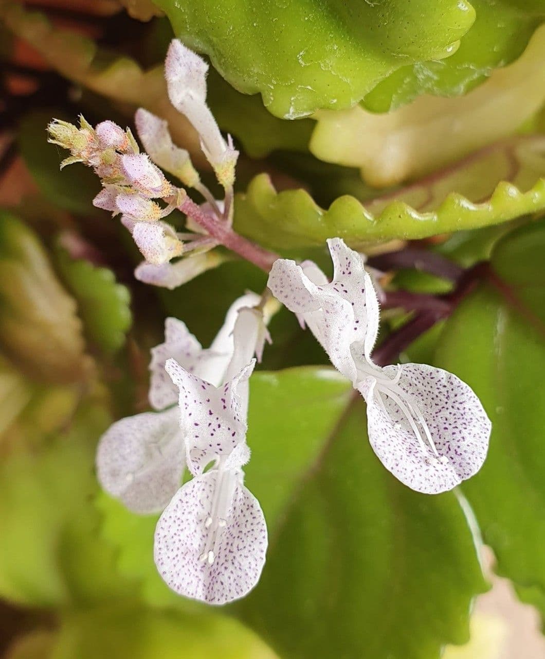 Plectranthus 3