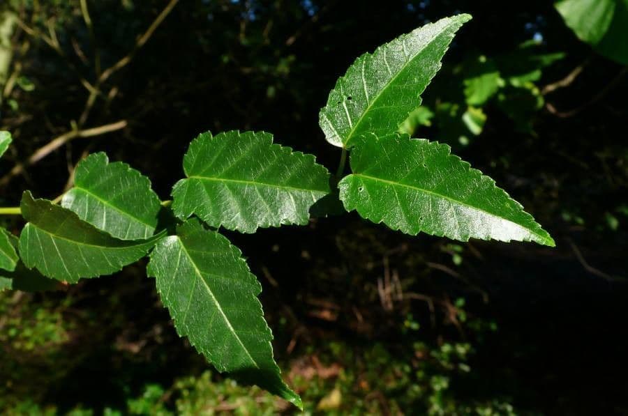 Arce de hoja caudada 2