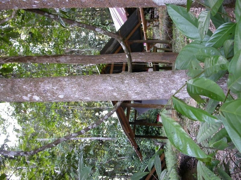 Amanoa 12
