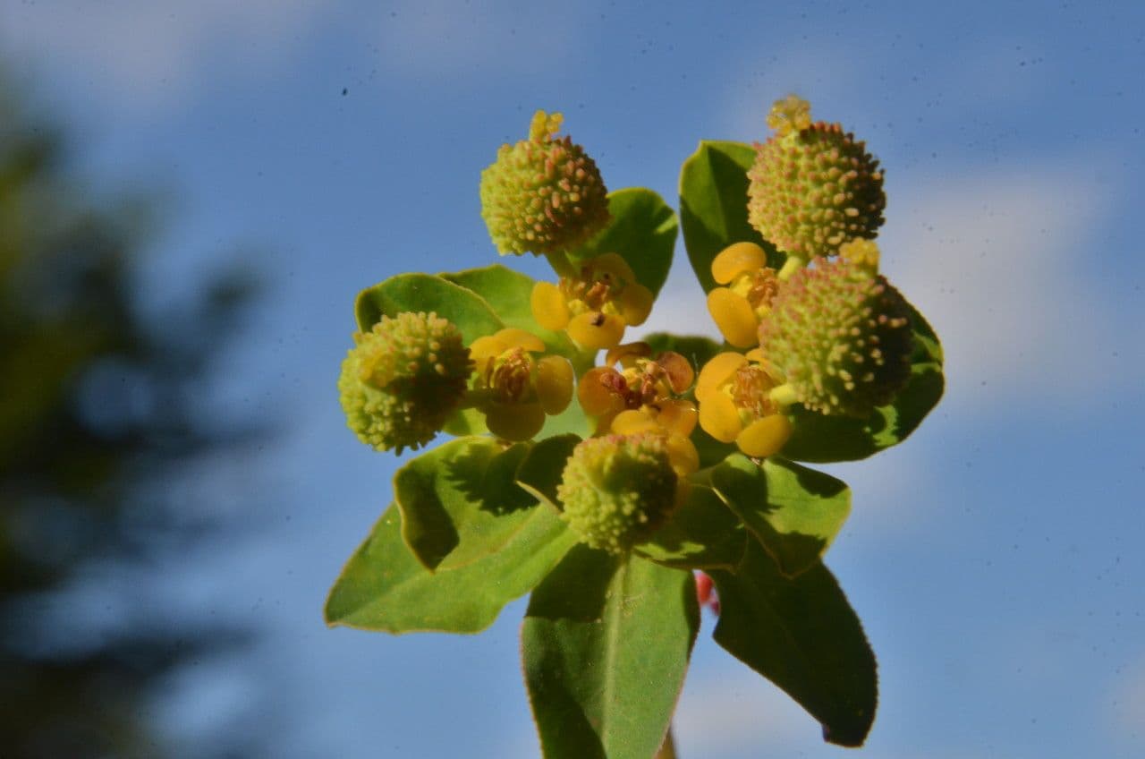 Euforbia bionda 2